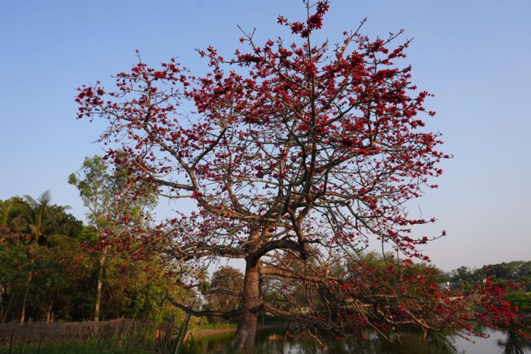Tinsukia tourism Simolu bloom Bombax ceiba eco tourism Assam