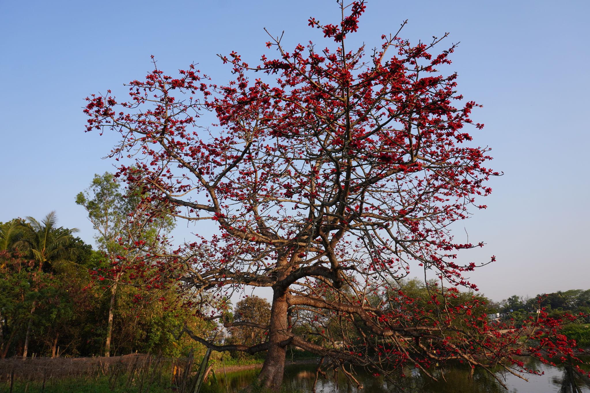 Tinsukia tourism Simolu bloom Bombax ceiba eco tourism Assam